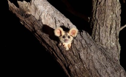 a greater glider with big ears peers from a hollow in a tree